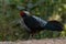 Khaleej Pheasant Lophura leucomelanos Bird in Sattal