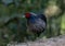 Khaleej Pheasant Lophura leucomelanos Bird in Sattal