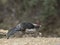 Khaleej Pheasant Male at Sattal lake,Uttarakhand,India