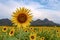 Khao Chin Sunflower Field, Lop Buri Province