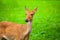 Khao Kheow Open Zoo, Eld\'s deer