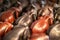 Khao Lak, Thailand, August 30, 2019: elephants in a souvenir shop go herd to drink. back view from behind, close-up