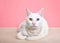 Khao Manee cat with heterochromia wearing a pearl necklace