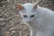 Khao Manee cat or white gem cat