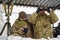 Kharkiv, Ukrainian-Russian border, Ukraine - February 2022: The Ukrainian army conducts exercises near the Ukrainian-Russian