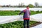 Kherson oblast, Ukraine - May 1, 2021: Farmer removes protective agricultural cover from a potato plantation. Hardening of plants