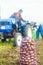 KHERSON OBLAST, UKRAINE - September 19, 2020: farm workers on a tractor dig out potatoes. Potato harvest campaign. Farming,