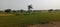 Khet, Rice crops on the working fields.