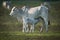 Khillari cow nursing calf in grassy field