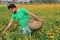 Khirai, West Bengal/India - January 1, 2020: Local farmers are farming marigold flowers on local agricultural field under daylight