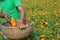 Khirai, West Bengal/India - January 1, 2020: Local farmers are farming marigold flowers on local agricultural field under daylight