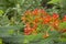 Khlong Bamboo Botanical Gardens, red, orange-colored, beautiful flowers on high ground, moist and cool air