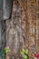 Khmer Devata Goddesses in the Heart of Preah Khan Temple, Angkor