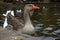 Kholmogorsk gray bearded goose on a city pond. Close-up