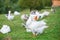 Kholmogory geese