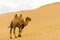 Khongor Els Bactrian Camel Walking Up Sand Dunes