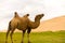Khongor Els Sand Dune Flopping Bactrian Camel Hump