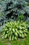 Khosta Funkiya wavy, a grade of `Univittata` against the background of a blue Canadian fir-tree