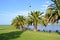 Kiama Australia palm trees promenade