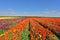 Kibbutz fields with bright Ranunculus