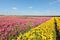 Kibbutz fields with flowers