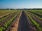 Kibbutz Naan Field, Planted in the Spring