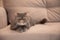 Kid animals and adorable persian cats concept.Grey beautiful cute cat breed exot on grey sofa house