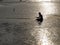 Kid on beach in sand playing