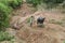 Kid from the Black Hmong Ethnic Minority People and water buffalo