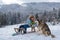Kid boy with dog husky enjoy a sleigh ride. Kid sledding in winter snow outdoor. Christmas family vacation. Child boy