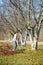 Kid cleaning in an walnut orchard