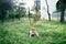 Kid crawls on the lawn among white daisies on the background of the building