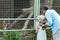 kid and dad standing in zoo and looking at tiger in cage.