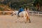 Kid with disabilities riding horse in an equine therapy session with a physiotherapist.