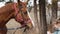 kid with doughnut stroking a beautiful brown harnessed horse with a white spot