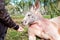 Kid feeding kangaroo in park