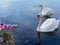 Kid feeding white swan from hand in city park, swan on water.feed a birds in park,shore of a lake. swans swimming in a dark pond.