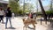 kid feeding young sika deer at the park