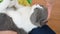 Kid gently stroking lovely british shorthair cats head