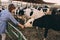 Kid girl feeding calf on cow farm. Countryside, rural living