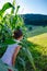 Kid girl hiding in a cornfield