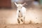 kid goat in motion, dust kicking up behind