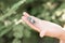 kid hand holding cicada cicadidae a black large flying chirping insect or bug or beetle on arm. child researcher exploring animals