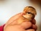 Kid hand holding cute chick closeup