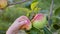 Kid hand pulls apple from the tree in the summer garden