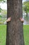 Kid hands embracing nature. Child hug a tree in the park