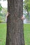 Kid hands embracing nature. Child hug a tree in the park