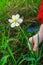 Kid hands to pluck a flower