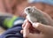 Kid holding a cute grey hamster, children and pets