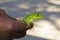 Kid Holding Lizard